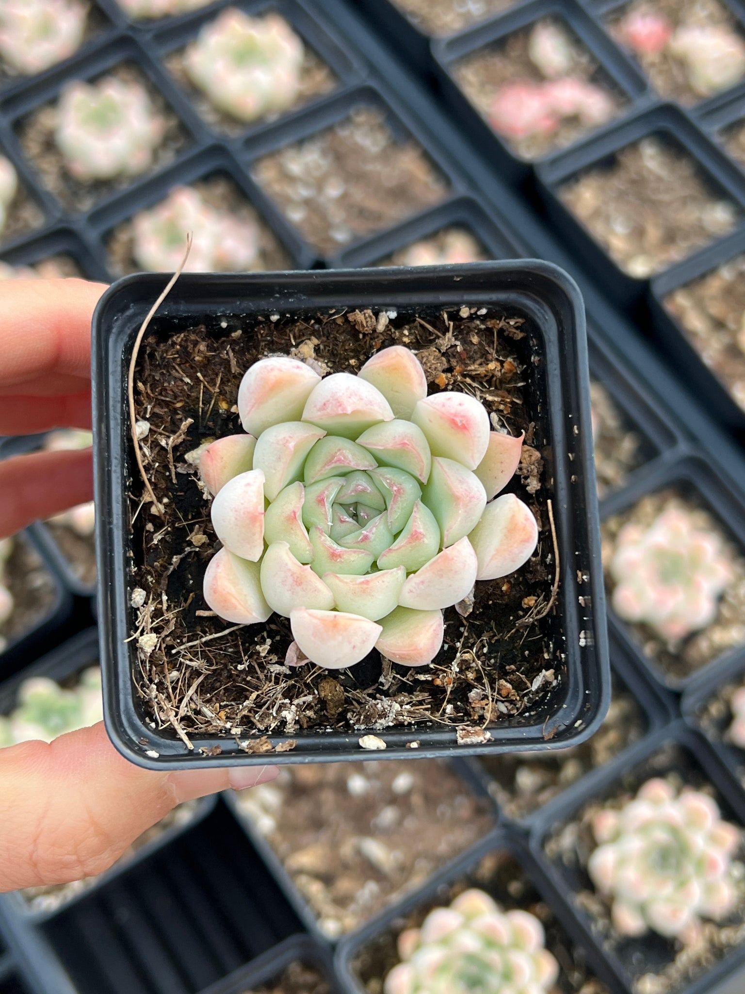 succulent crystals Echeveria Crystal Pop