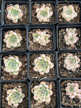 Load image into Gallery viewer, Echeveria Crystal Pop - April Farm/Rare Succulents