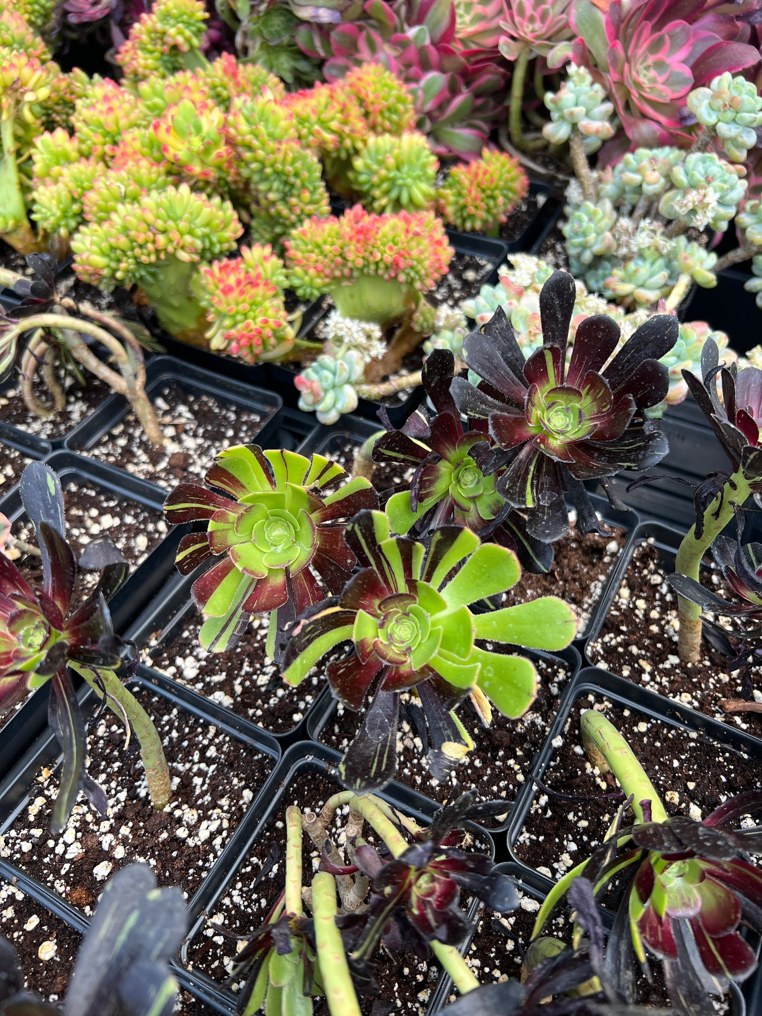 succulents big Aeonium big bang