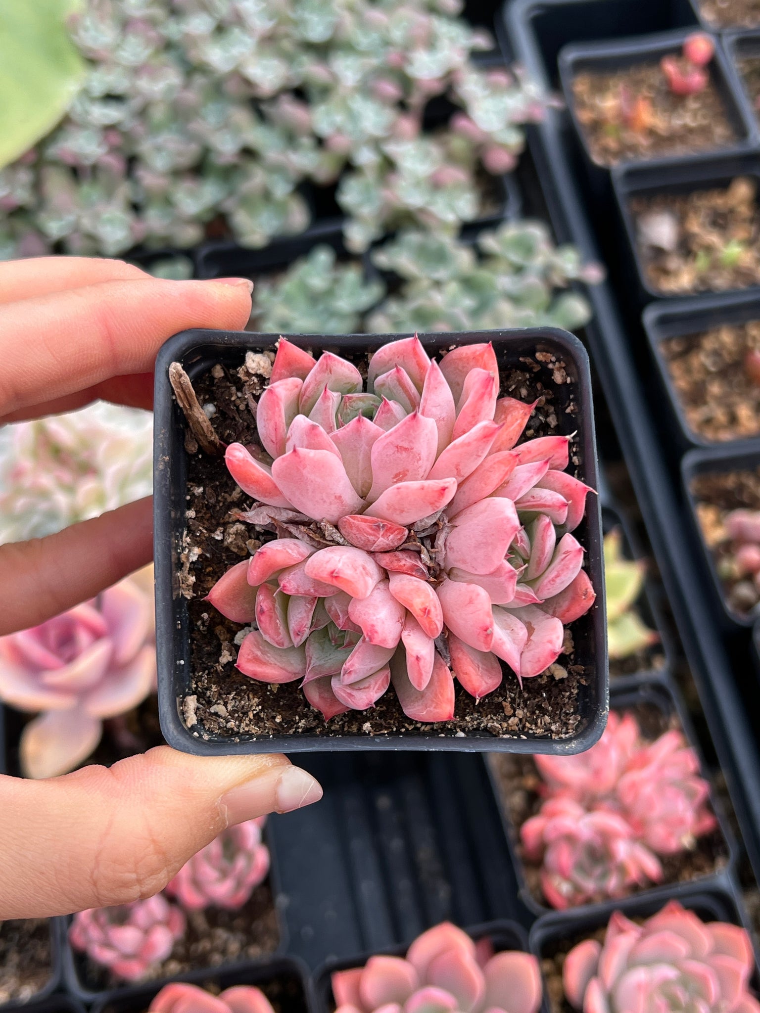 black and pink succulent Echeveria Black Swan