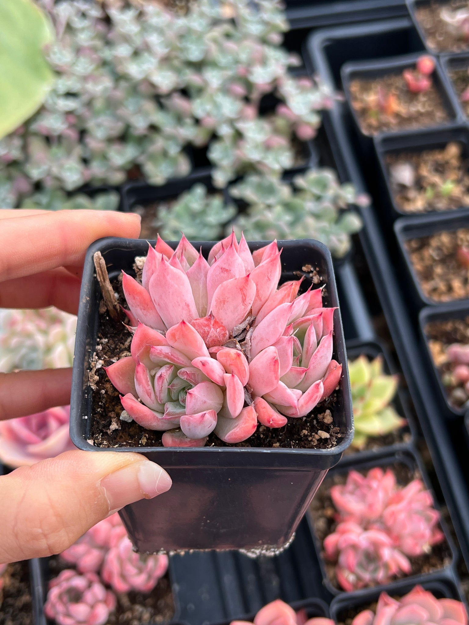 black swan succulent Echeveria Black Swan