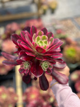 Load image into Gallery viewer, Aeonium Medusa cluster - April Farm/Rare Succulents