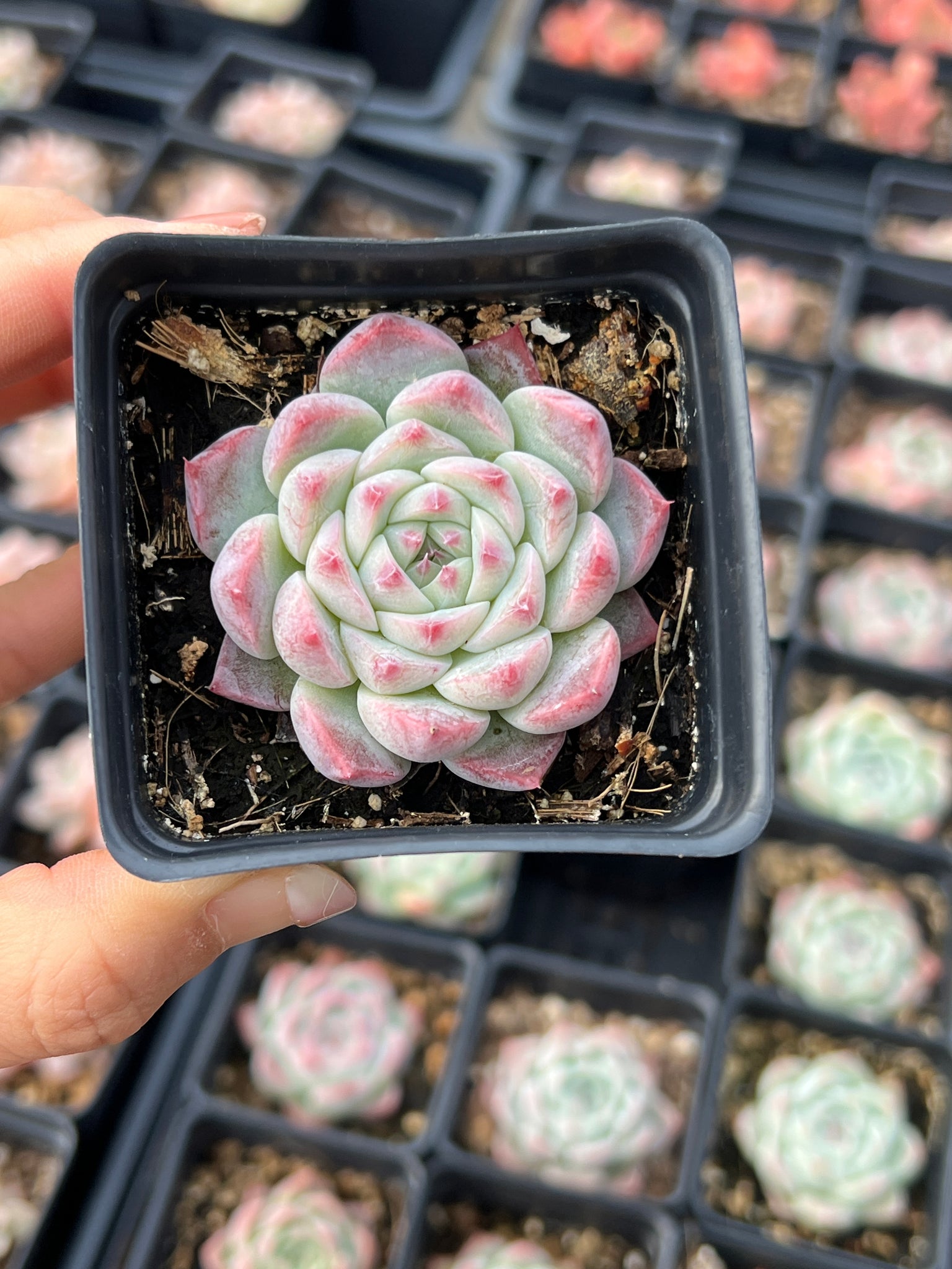 peach succulents Echeveria Peach
