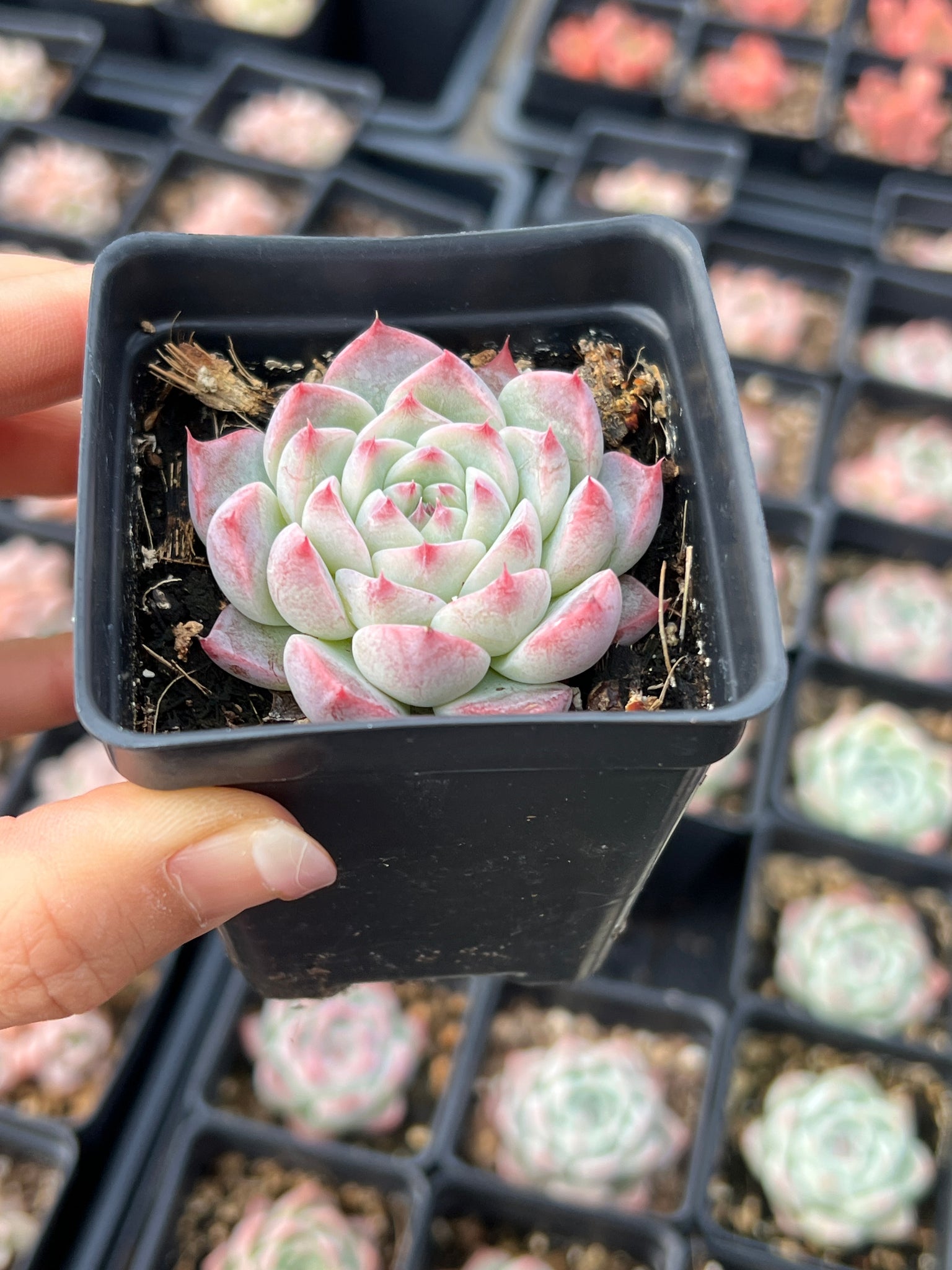 succulent peach Echeveria Peach