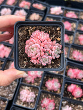 Load image into Gallery viewer, Echeveria lovely pebble - April Farm/Rare Succulents
