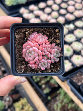 Load image into Gallery viewer, Echeveria lovely pebble - April Farm/Rare Succulents
