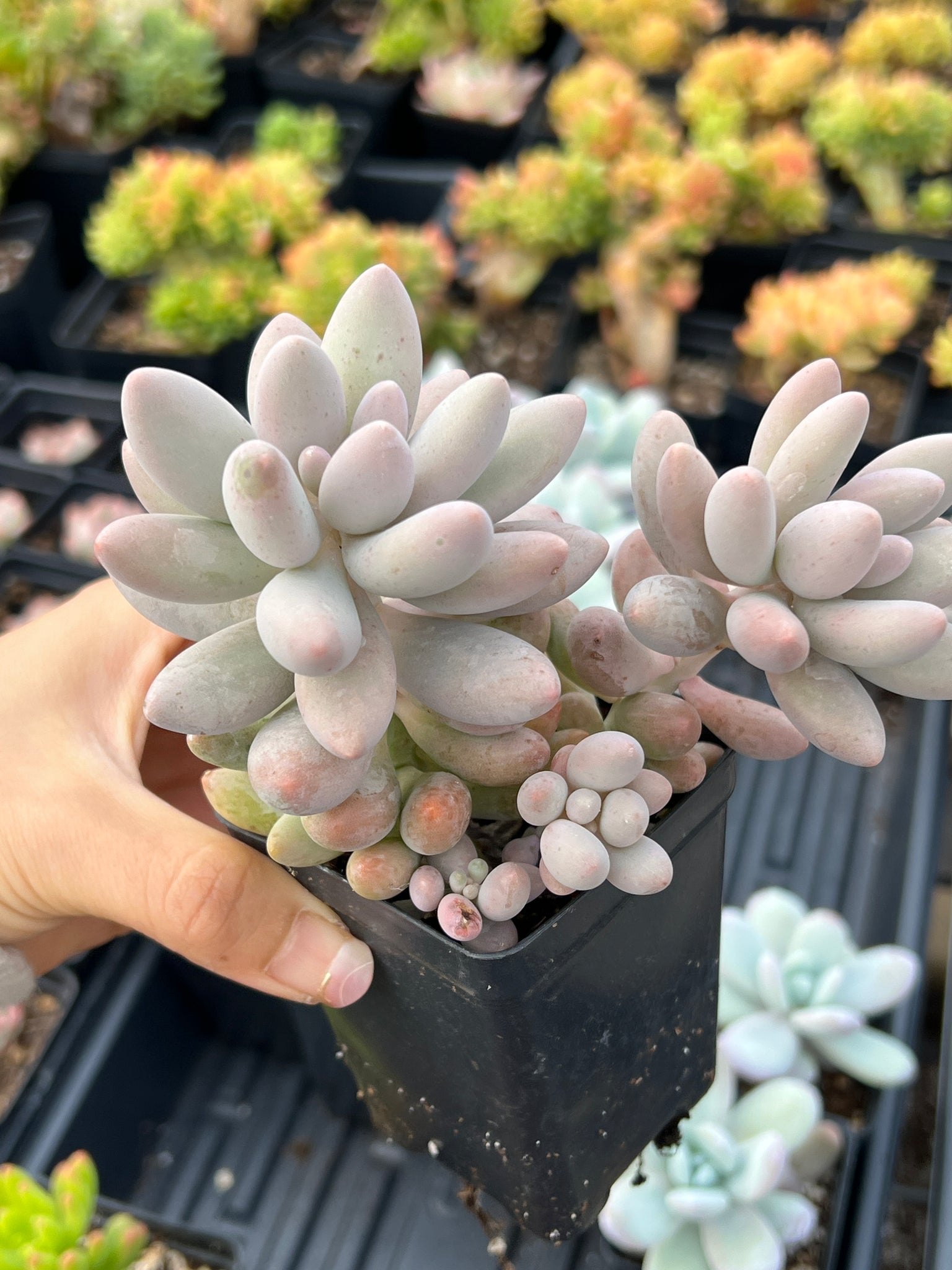 succulent with fingers Pachyphytum 'Machucae' (Baby Finger)