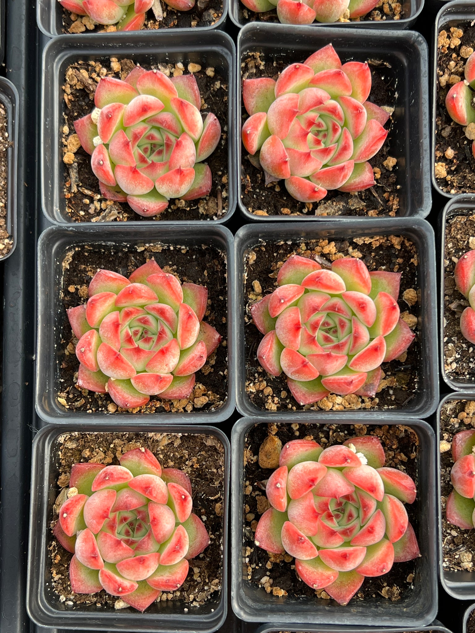 red color succulent Echeveria Red Ruby