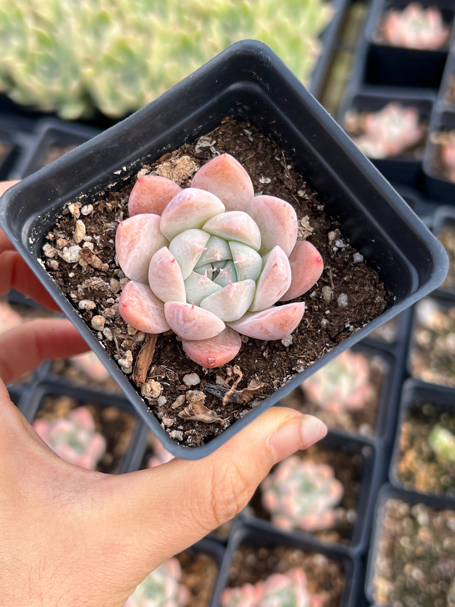 iceberg succulent Echeveria Iceberg "Alba Beauty"