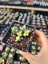 Load image into Gallery viewer, Variegated Astridia velutina - April Farm/Rare Succulents