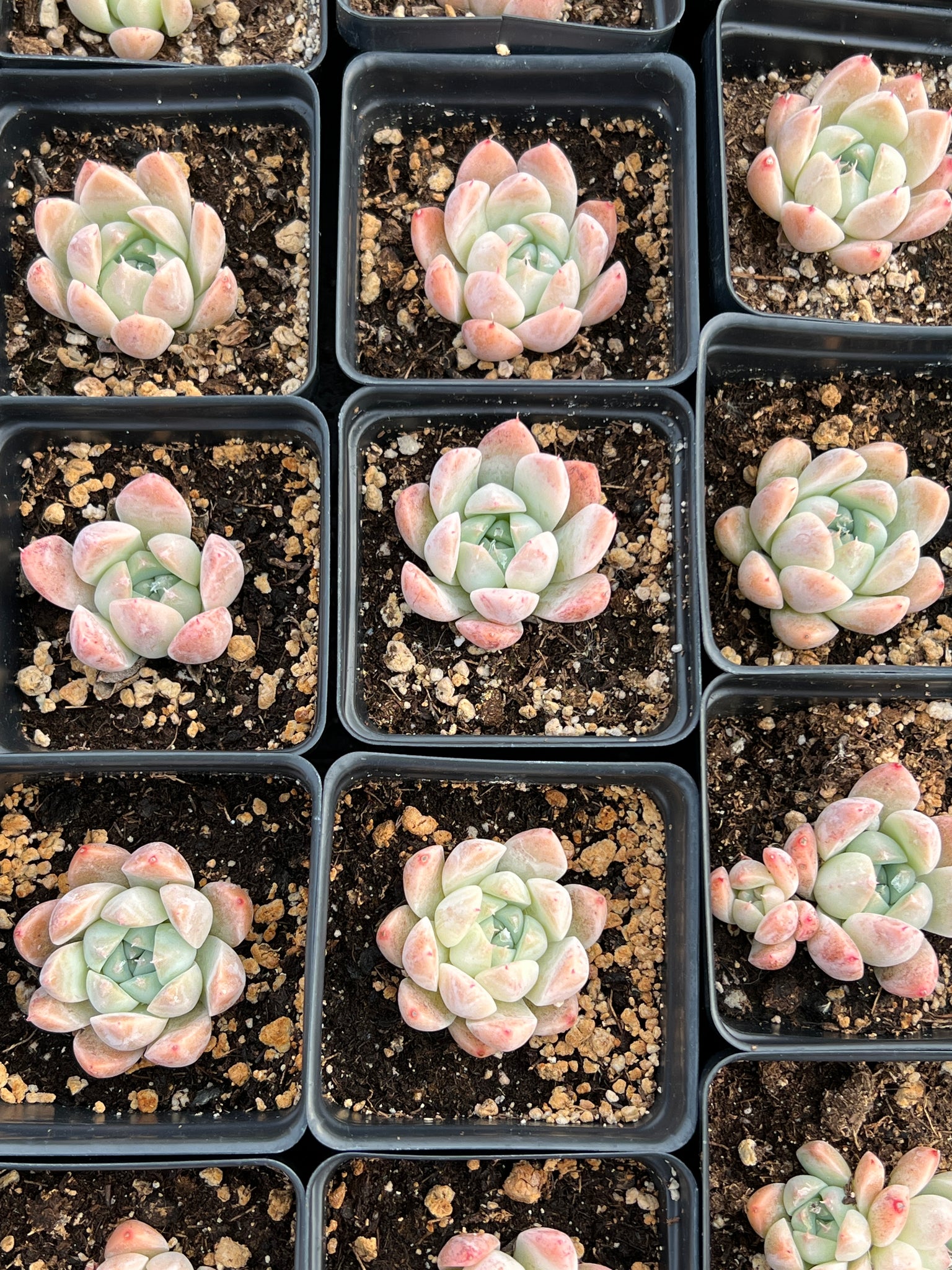 alba beauty succulent Echeveria Iceberg "Alba Beauty"