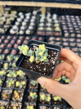 Load image into Gallery viewer, Variegated Astridia velutina - April Farm/Rare Succulents