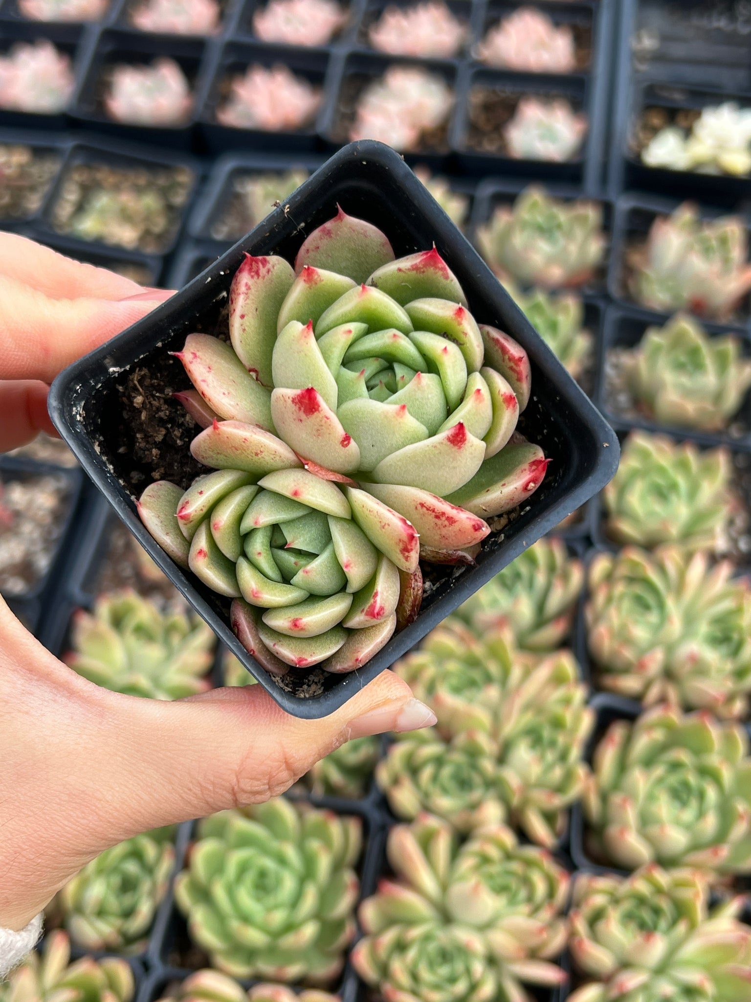 queen of succulents Echeveria Green Queen