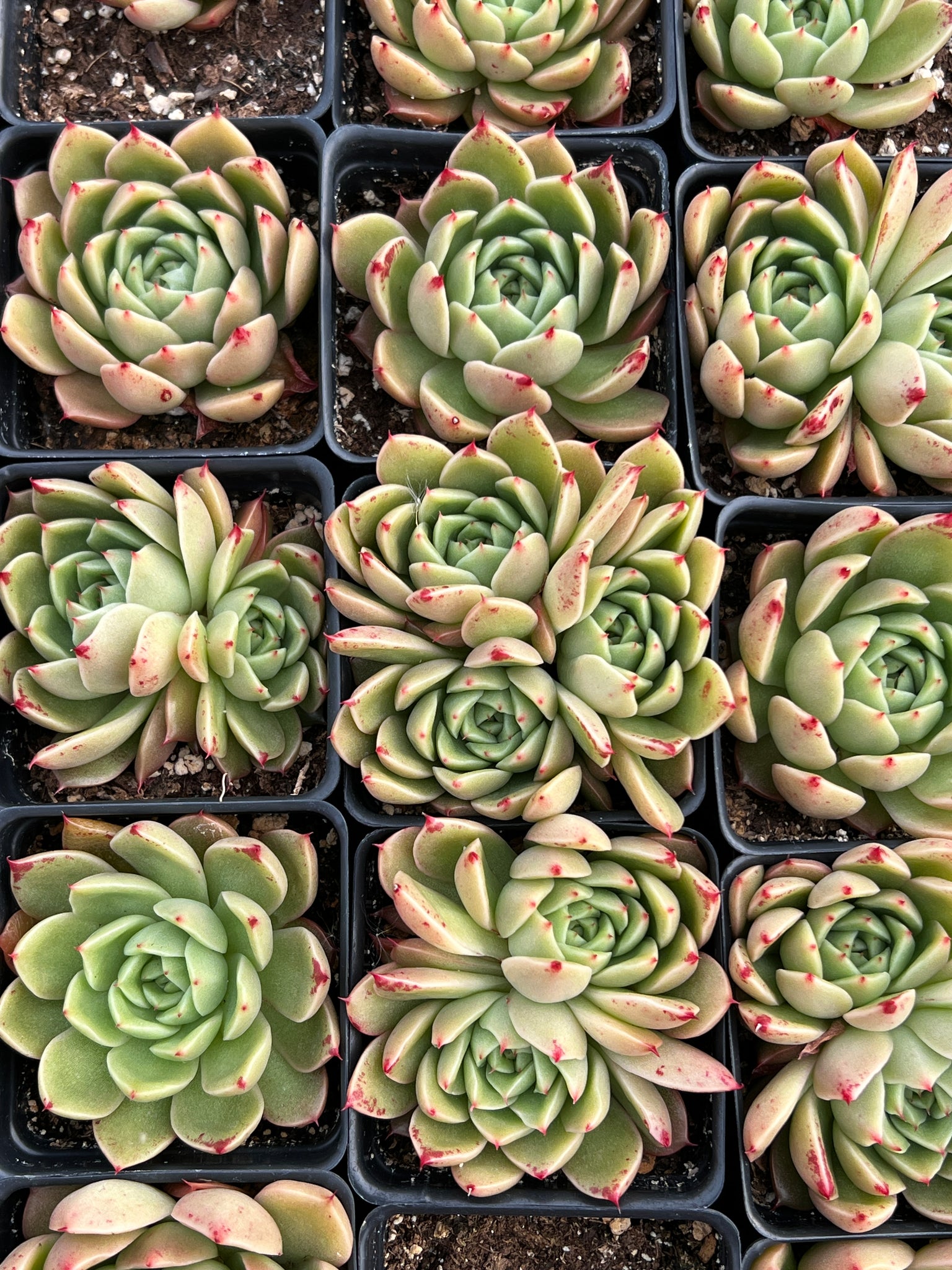 queen of succulents Echeveria Green Queen
