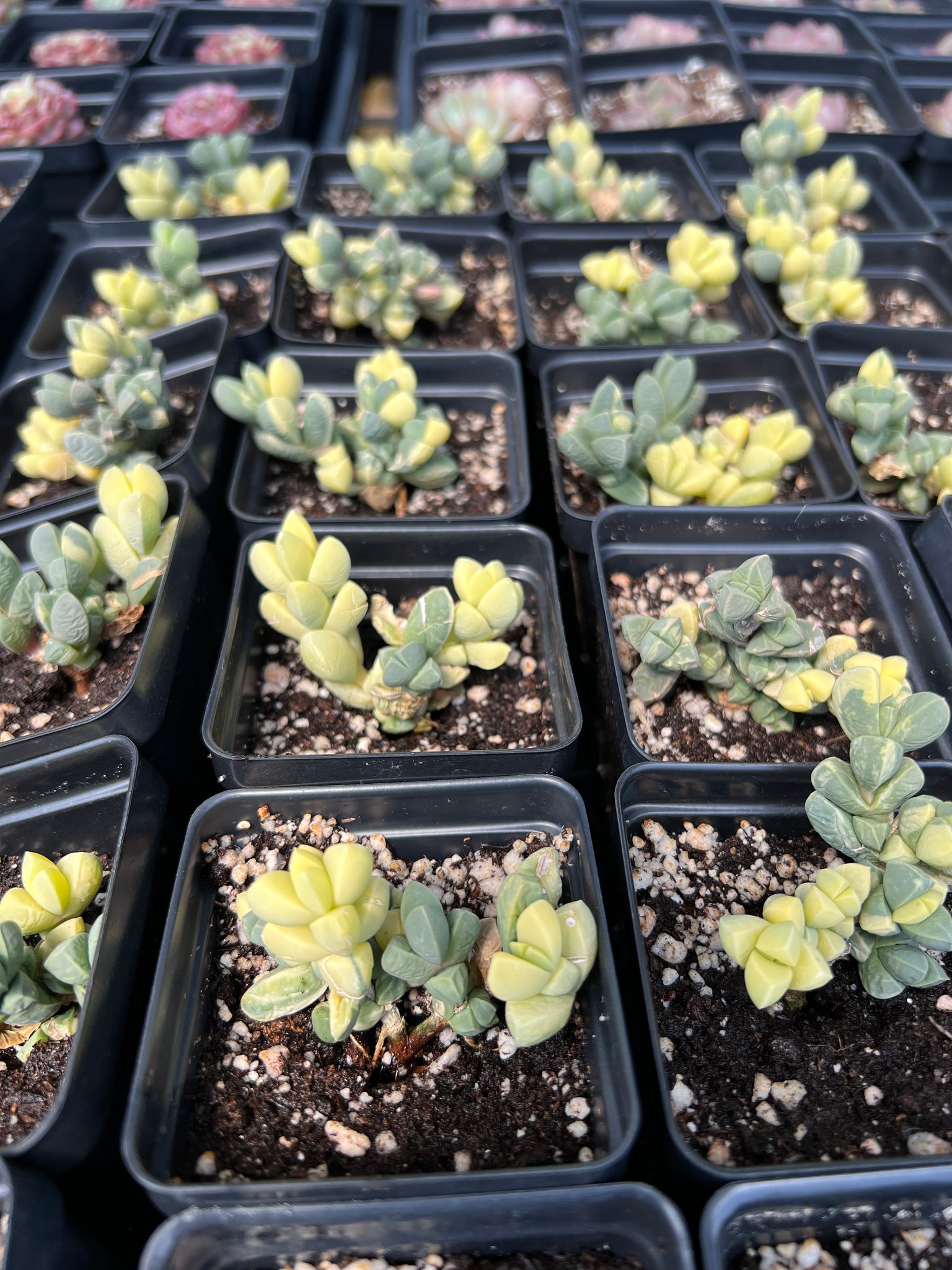 astridia velutina succulent Variegated Astridia velutina