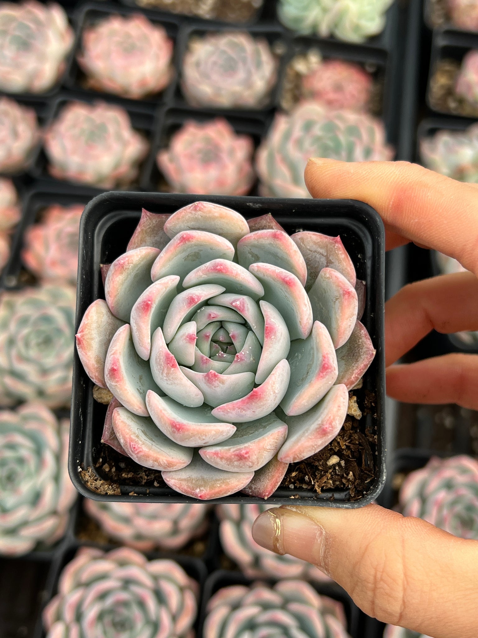 rare succulents for sale Echeveria ssp