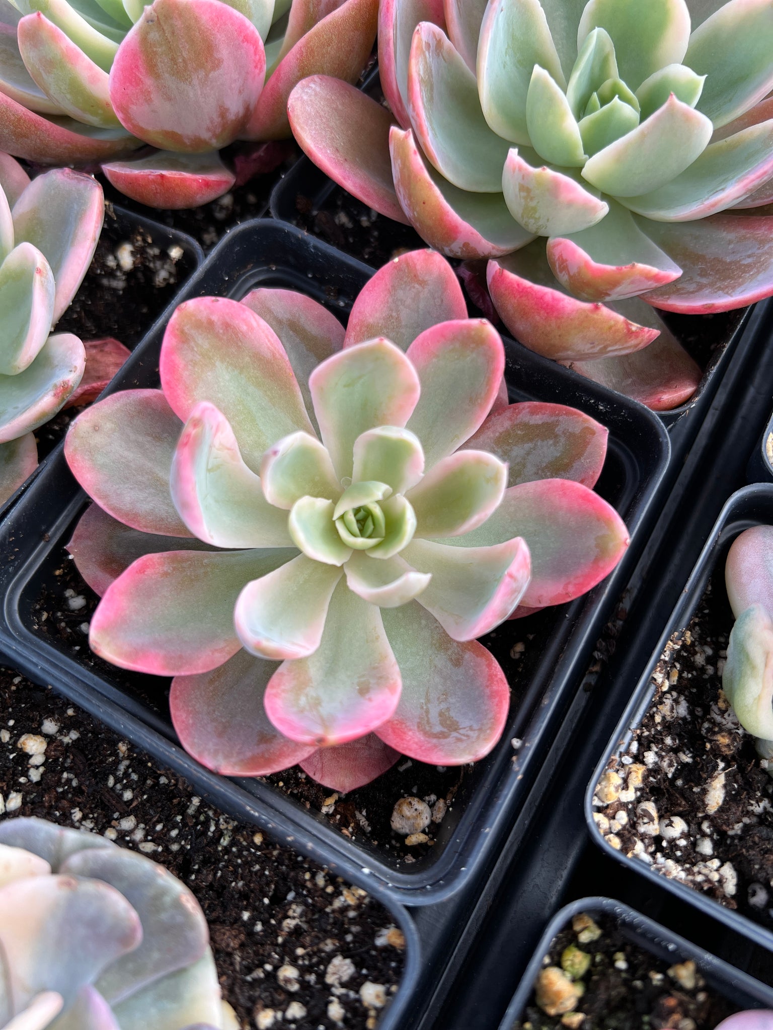 vera succulent Echeveria Pink Vera