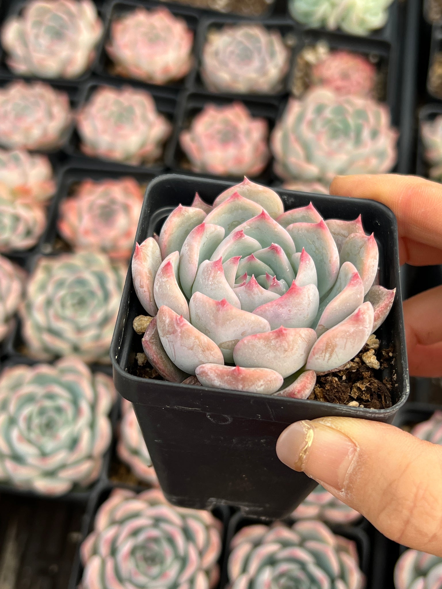 very rare succulents Echeveria ssp