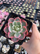 Load image into Gallery viewer, Echeveria Pink Vera - April Farm/Rare Succulents
