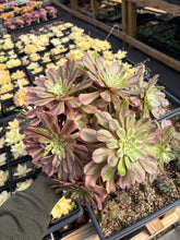Load image into Gallery viewer, Aeonium Arboreum Var Rubrolineatum Large Cluster (1) - April Farm/Rare Succulent
