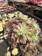 Load image into Gallery viewer, Aeonium Arboreum Var Rubrolineatum Large Cluster (1) - April Farm/Rare Succulent
