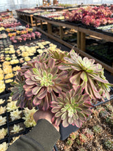 Load image into Gallery viewer, Aeonium Arboreum Var Rubrolineatum Large Cluster (1) - April Farm/Rare Succulent
