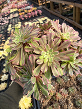 Load image into Gallery viewer, Aeonium Arboreum Var Rubrolineatum Large Cluster (1) - April Farm/Rare Succulent
