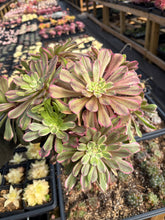 Load image into Gallery viewer, Aeonium Arboreum Var Rubrolineatum Large Cluster (1) - April Farm/Rare Succulent
