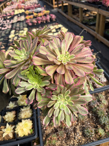 Aeonium Arboreum Var Rubrolineatum Large Cluster (1) - April Farm/Rare Succulent