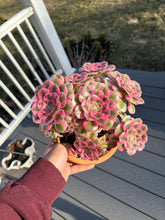 Load image into Gallery viewer, Aeonium Bonsai Pink Witch Cluster (1) - April Farm/Rare Succulent
