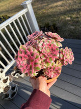 Load image into Gallery viewer, Aeonium Bonsai Pink Witch Cluster (1) - April Farm/Rare Succulent
