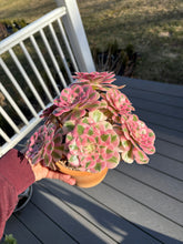 Load image into Gallery viewer, Aeonium Bonsai Pink Witch Cluster (1) - April Farm/Rare Succulent
