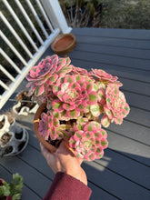 Load image into Gallery viewer, Aeonium Bonsai Pink Witch Cluster (1) - April Farm/Rare Succulent
