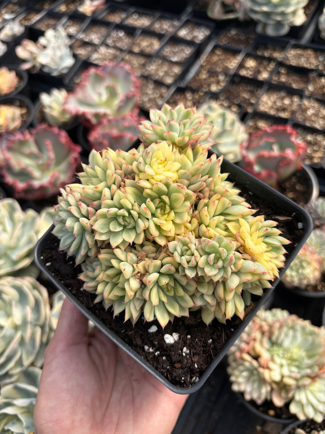 succulents with variegated leaves Echeveria Variegated Mebina (mini succulent)