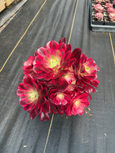 Load image into Gallery viewer, Aeonium Medusa Large Cluster (6) - April Farm/Rare Succulent
