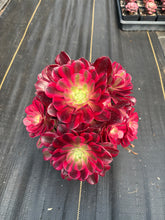 Load image into Gallery viewer, Aeonium Medusa Large Cluster (6) - April Farm/Rare Succulent
