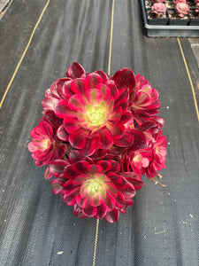 Aeonium Medusa Large Cluster (6) - April Farm/Rare Succulent