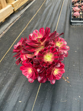 Load image into Gallery viewer, Aeonium Medusa Large Cluster (6) - April Farm/Rare Succulent
