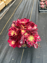 Load image into Gallery viewer, Aeonium Medusa Large Cluster (6) - April Farm/Rare Succulent
