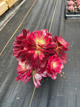 Load image into Gallery viewer, Aeonium Medusa Large Cluster (6) - April Farm/Rare Succulent
