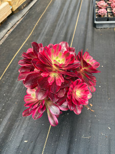 Aeonium Medusa Large Cluster (6) - April Farm/Rare Succulent