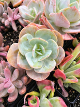 Load image into Gallery viewer, Echeveria cv. Hakuhou (E. Lauii x E. Pallida) - April Farm/Rare Succulents