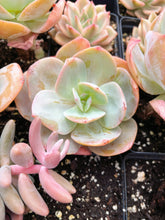 Load image into Gallery viewer, Echeveria cv. Hakuhou (E. Lauii x E. Pallida) - April Farm/Rare Succulents