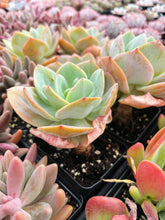 Load image into Gallery viewer, Echeveria cv. Hakuhou (E. Lauii x E. Pallida) - April Farm/Rare Succulents