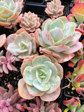 Load image into Gallery viewer, Echeveria cv. Hakuhou (E. Lauii x E. Pallida) - April Farm/Rare Succulents