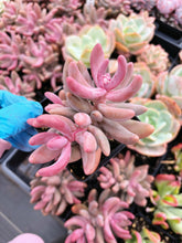 Load image into Gallery viewer, Pachysedum Ganzhou Pink finger - April Farm/Rare Succulent