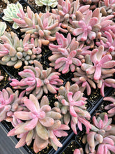Load image into Gallery viewer, Pachysedum Ganzhou Pink finger - April Farm/Rare Succulent