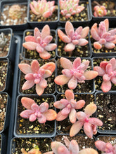 Load image into Gallery viewer, Pachysedum Ganzhou Pink finger - April Farm/Rare Succulent