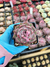 Load image into Gallery viewer, Echeveria Blueberry - April Farm/Rare Succulent
