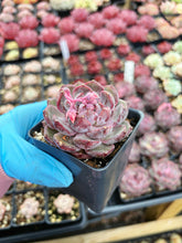 Load image into Gallery viewer, Echeveria Blueberry - April Farm/Rare Succulent